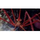Stenorhynchus seticornis. Cangrejo araña.