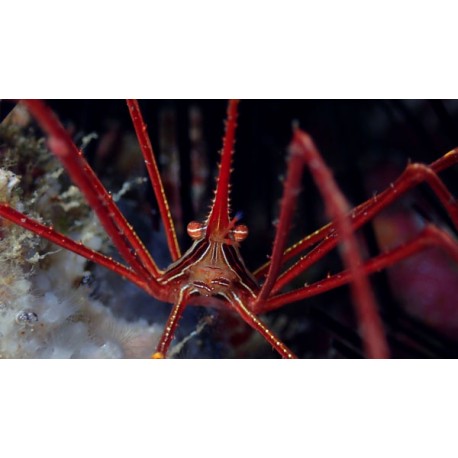 Stenorhynchus seticornis. Cangrejo araña.