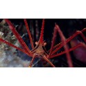 Stenorhynchus seticornis. Cangrejo araña.
