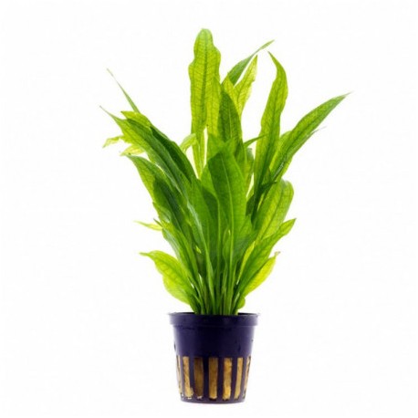 Echinodorus Tenellus