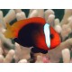 Amphiprion Frenatus