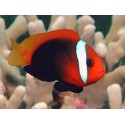 Amphiprion Frenatus