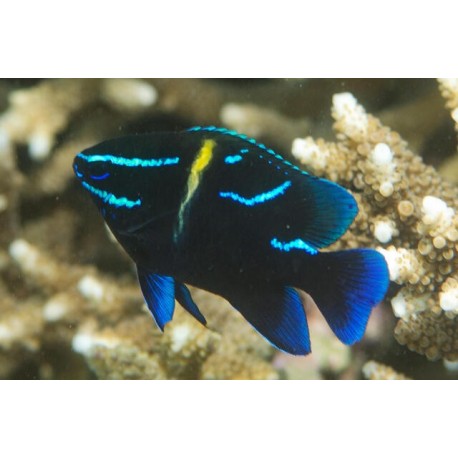 Neoglyphiodon Oxyodon