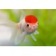 Carassius Auratus. Boina roja