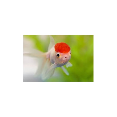 Carassius Auratus. Boina roja