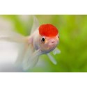 Carassius Auratus. Boina roja