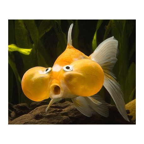 Carassius Auratus. Ojo burbuja