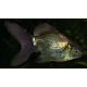 Carassius Auratus. Oranda Azul/chocolate