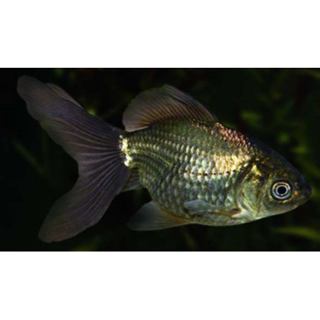 Carassius Auratus. Oranda Azul/chocolate
