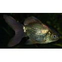 Carassius Auratus. Oranda Azul/chocolate