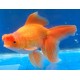Carassius Auratus. Oranda Pom pom