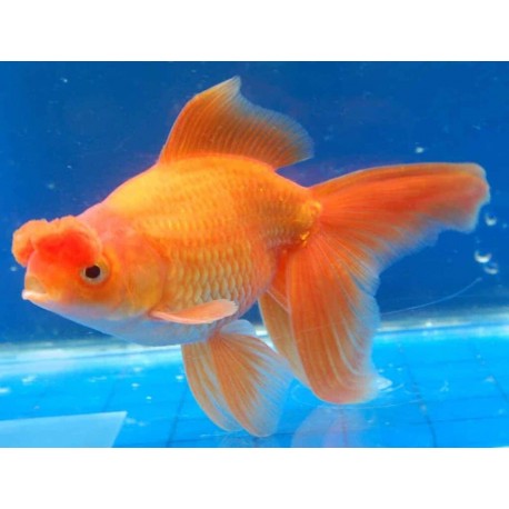 Carassius Auratus. Oranda Pom pom