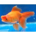 Carassius Auratus. Oranda Pom pom