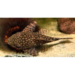 Ancistrus wabenmuster