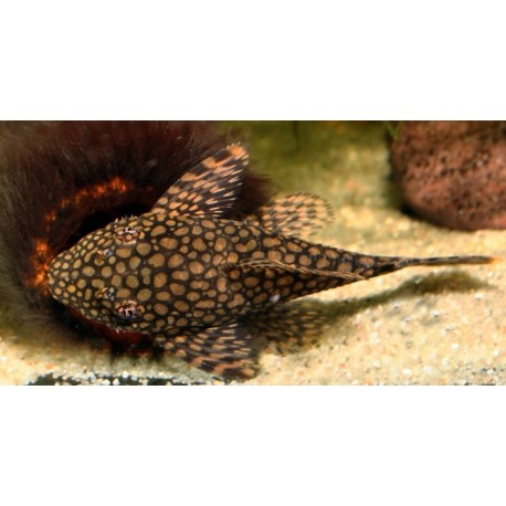 Ancistrus wabenmuster