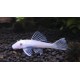 Ancistrus snow white