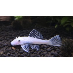 Ancistrus snow white