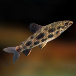 Leporinus octomaculatus