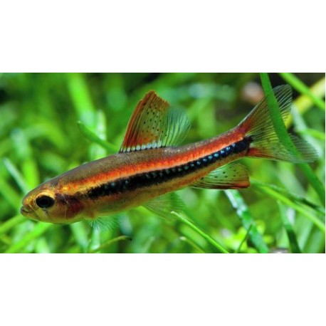 Poecilocharax weitzmani