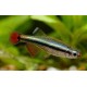 Tanichthys albonubes. Neon Chino