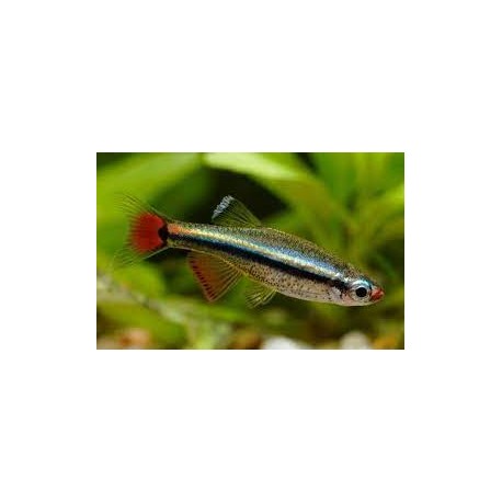 Tanichthys albonubes. Neon Chino