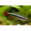 Tanichthys micagemmae. Neon Chino Esmeralda
