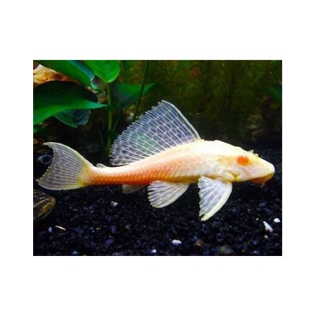 Pterygoplichthys gibbiceps. Plecostomus Mariposa