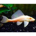 Pterygoplichthys gibbiceps. Plecostomus Mariposa Orange Albino