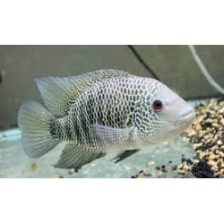 Mayaheros beani Rio Camalote