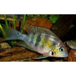 Thorichthys helleri Rio Pichucalco