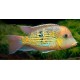 Geophagus sp. Alto Sinu