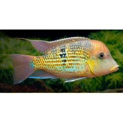 Geophagus sp. Alto Sinu