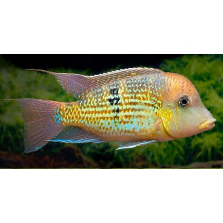 Geophagus sp. Alto Sinu