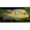 Geophagus sp. Alto Sinu