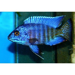 Aulonocara stuartgranti Chilumba