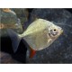 Myleus rubripinnis