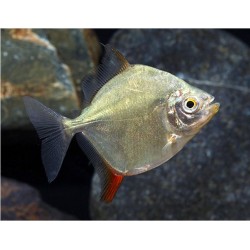 Myleus rubripinnis