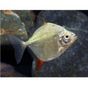 Myleus rubripinnis