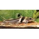 Pimelodus ornatus. Bagre chaleco