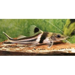 Pimelodus ornatus. Bagre chaleco