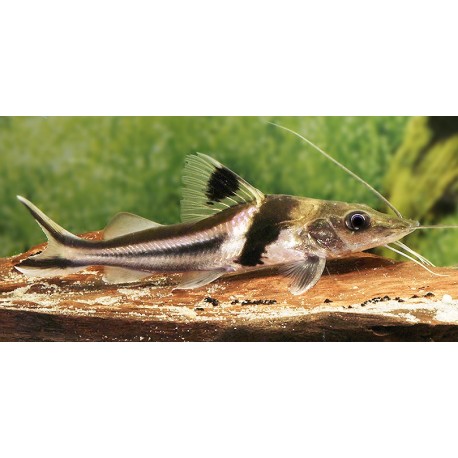 Pimelodus ornatus. Bagre chaleco