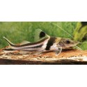 Pimelodus ornatus. Bagre chaleco