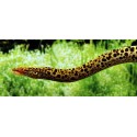 Gymnothorax polyuranodon. Morena Leopardo de agua dulce