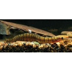 Macrognathus Maculatus