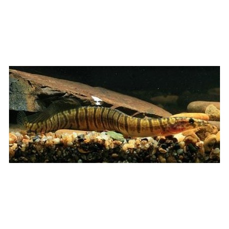 Macrognathus Maculatus