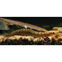 Macrognathus zebrinus