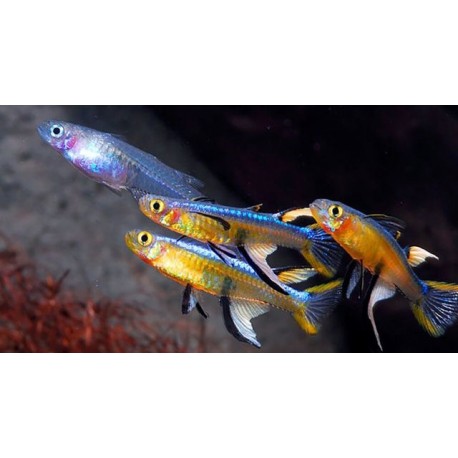 Pseudomugil Furcatus