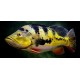 Cichla melaniae