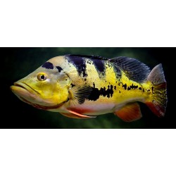 Cichla monoculus