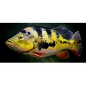 Cichla monoculus